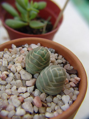 Crassula barklyi