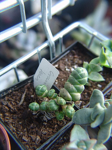 Crassula barklyi