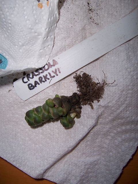 Crassula barklyi
