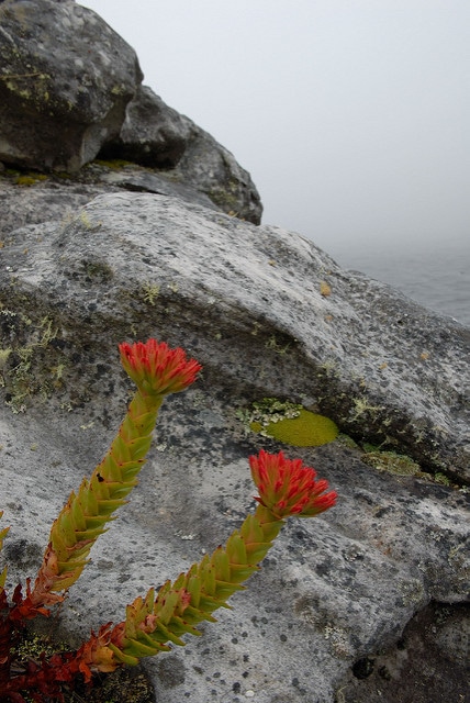 Crassule écarlate (Crassula coccinea)