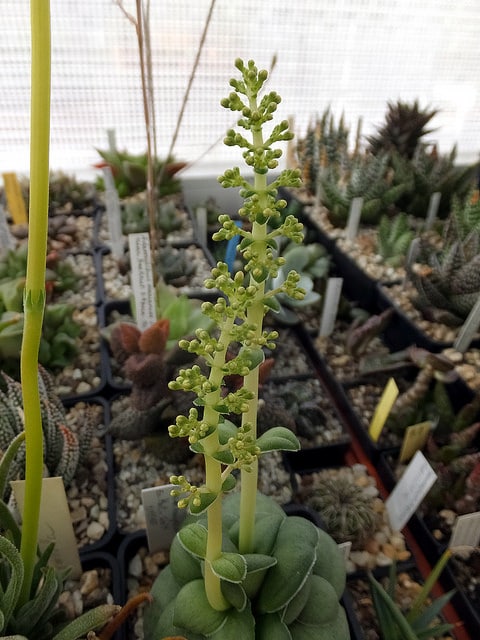 Crassula hemisphaerica (Crassula hemisphaerica)
