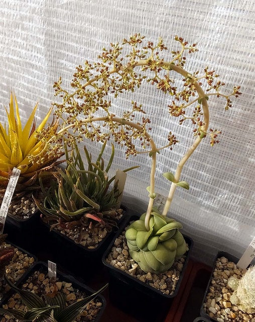 Crassula hemisphaerica