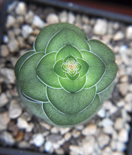Crassula hemisphaerica
