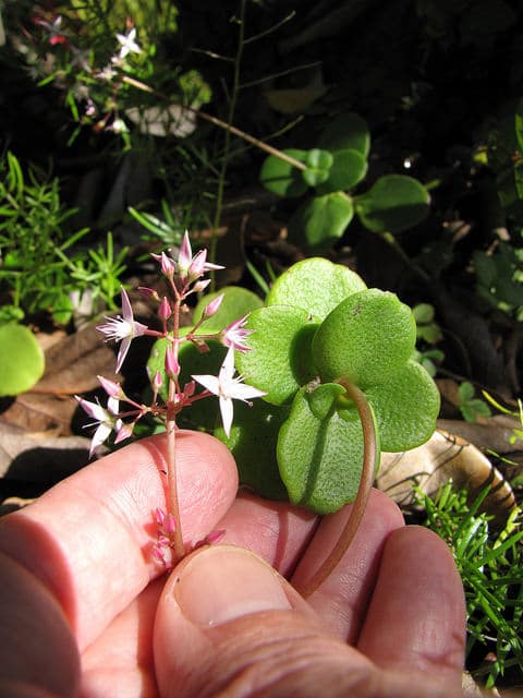 Crassula multicava