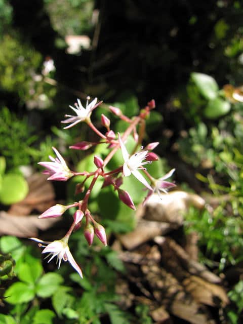 Crassula multicava