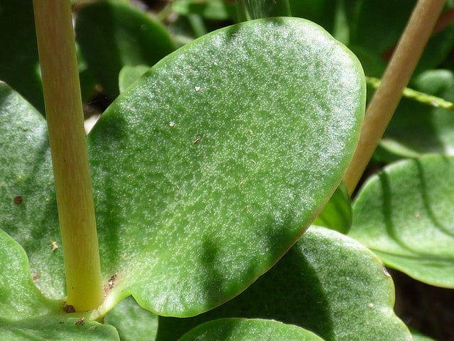 Crassula multicava