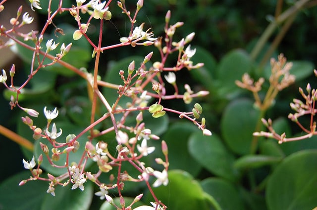 Crassula multicava