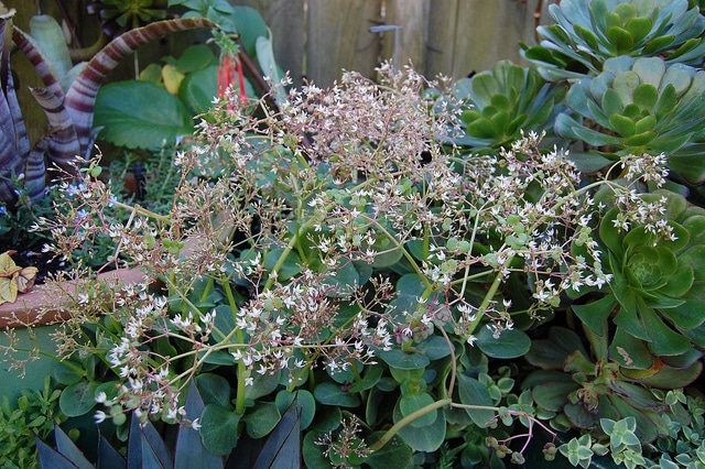 Crassula multicava