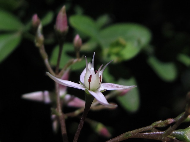 Crassula multicava (Crassula multicava)