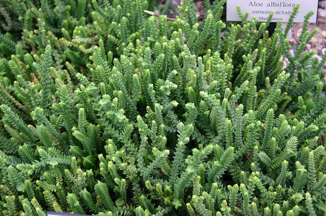 Chaîne-de-montre (Crassula muscosa)