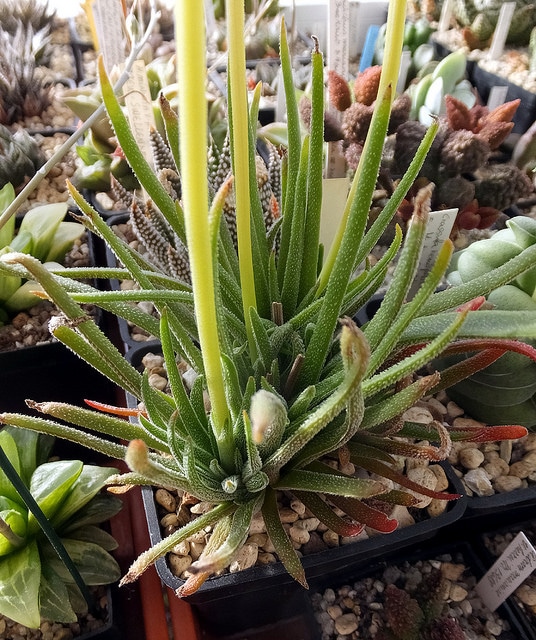 Crassula nudicaulis (Crassula nudicaulis)