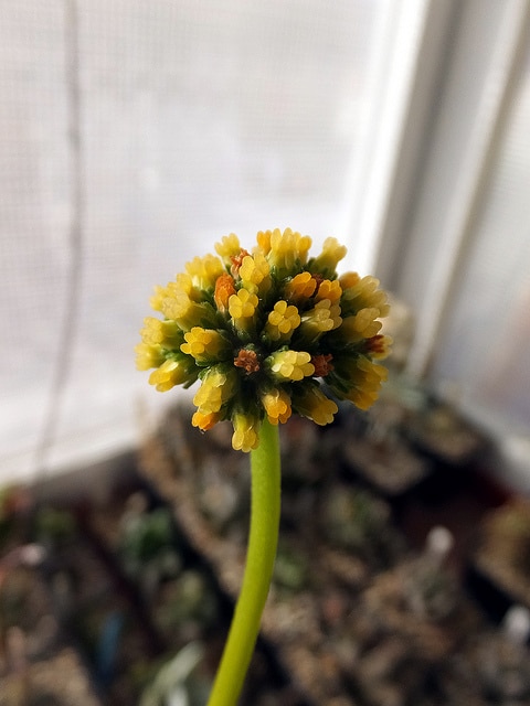 Crassula nudicaulis