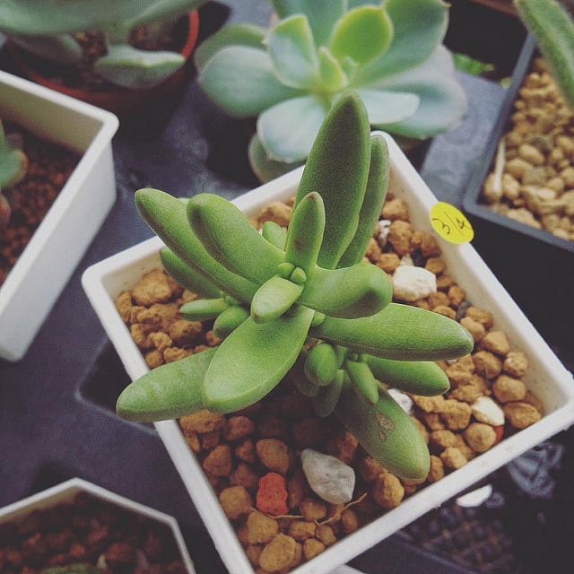 Crassula nudicaulis