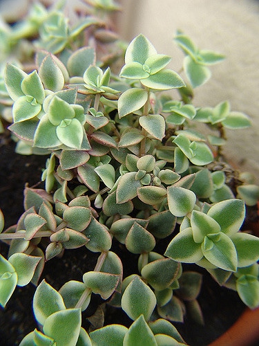 Crassula pellucida
