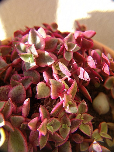 Crassula pellucida