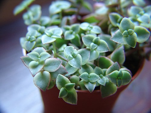 Crassula pellucida