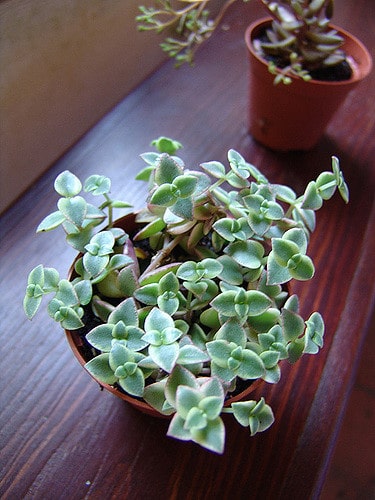 Crassula pellucida