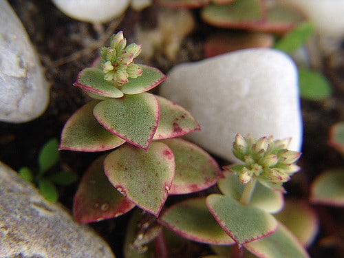Crassula pellucida