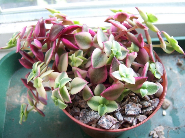 Crassula pellucida (Crassula pellucida)