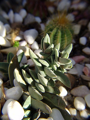 Crassula perfoliata