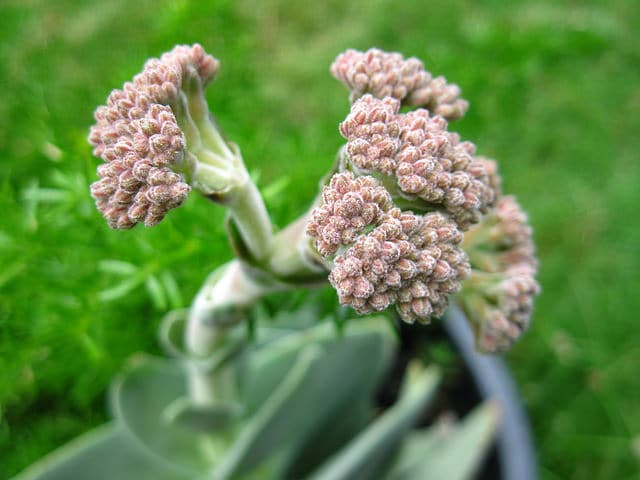 Crassula perfoliata