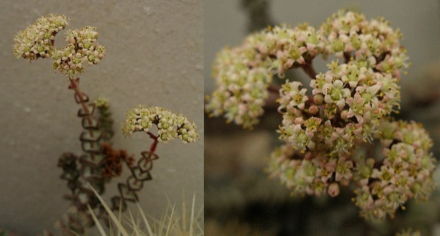 Crassula perfoliata