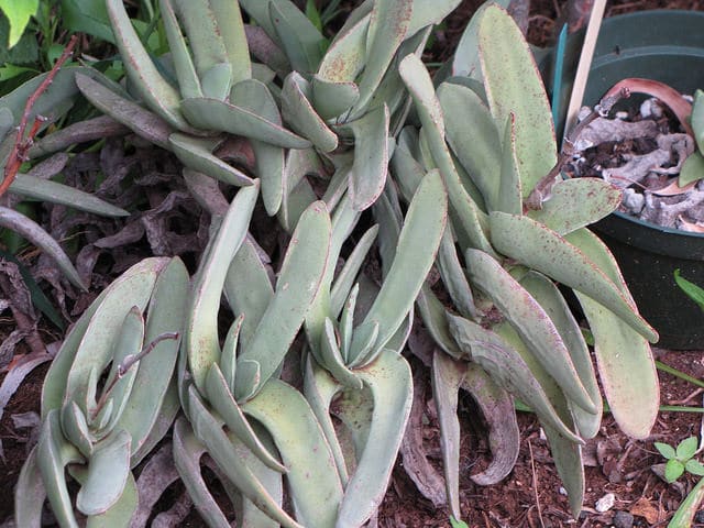 Crassula perfoliata