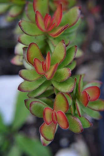 Crassula perfoliata