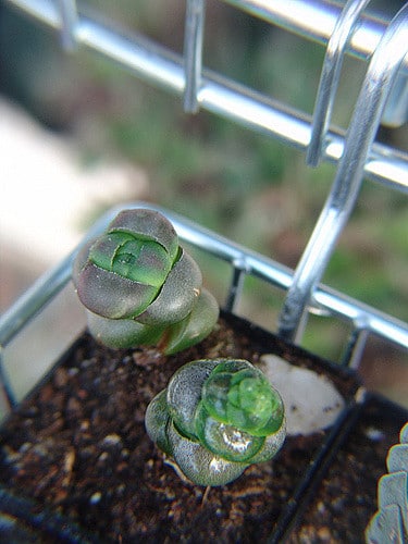 Crassula plegmatoides (Crassula plegmatoides)