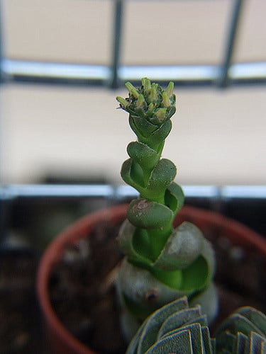 Crassula plegmatoides