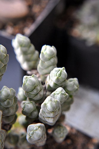 Crassula plegmatoides
