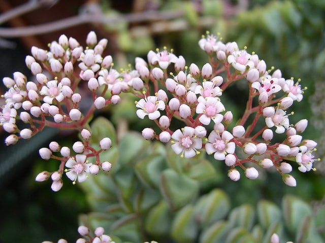 Crassula rupestris