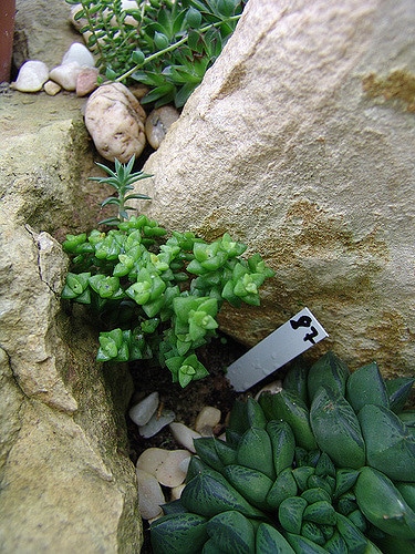 Crassula rupestris