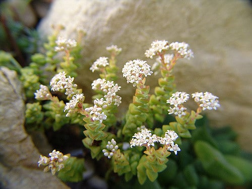 Crassula rupestris