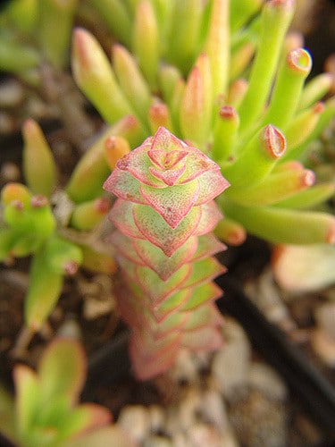 Crassula rupestris