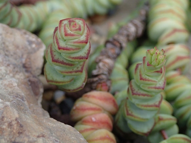 Crassula rupestris (Crassula rupestris)
