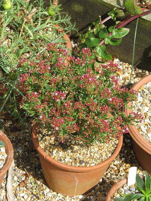 Crassula sarcocaulis