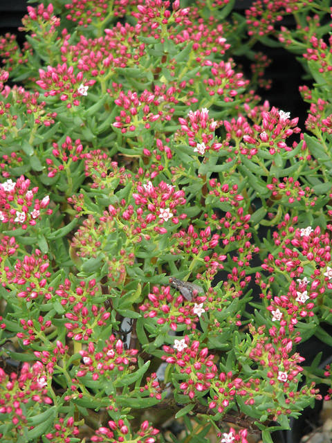 Crassula sarcocaulis