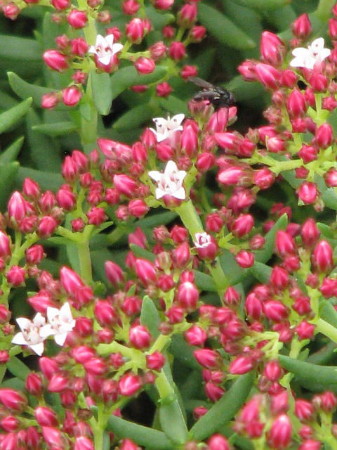 Crassula sarcocaulis