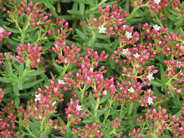 Crassula sarcocaulis