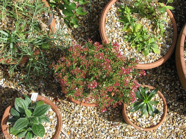 Crassula sarcocaulis