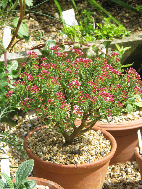 Crassula sarcocaulis