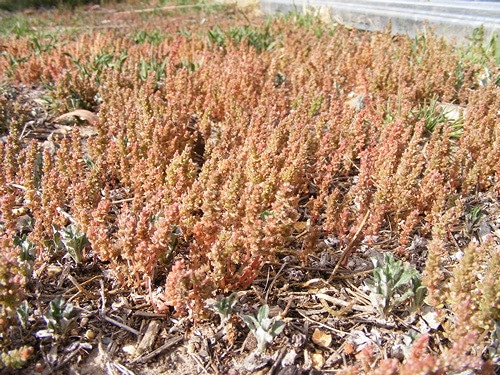 Crassula sieberiana