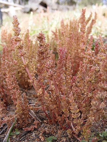 Crassula sieberiana