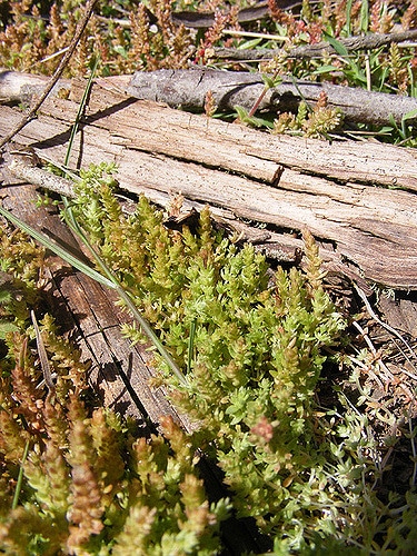 Crassula sieberiana