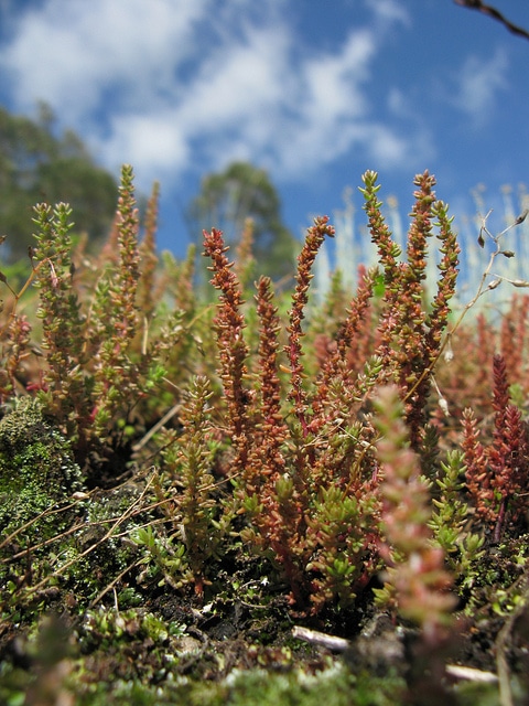 Crassula sieberiana