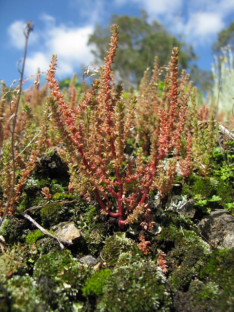 Crassula sieberiana