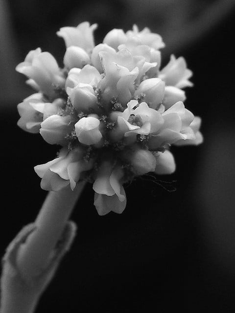 Crassula tecta