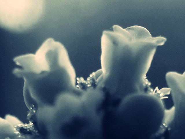 Crassula tecta