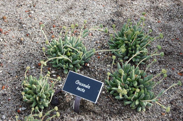 Crassula tecta